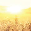 Sunrise over corn field, what is vitamin D, the sunshine vitamin